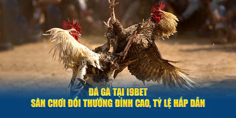 da-ga-tai-i9bet-san-choi-doi-thuong-dinh-cao-ty-le-hap-dan