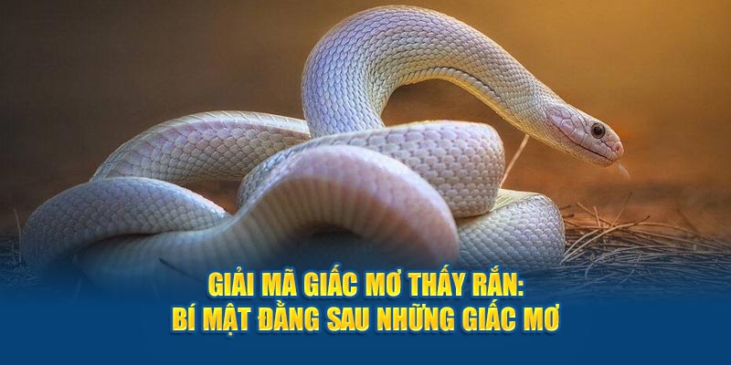 Giải Mã Bí Mật Đằng Sau Giấc Mơ Thấy Rắn Cùng I9bet